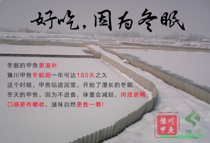 【地理标志产品】豫川**外塘**生态老鳖**水鱼团鱼王八外塘图2