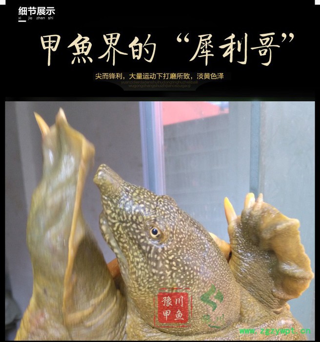 【地理标志产品】豫川**外塘**生态老鳖**水鱼团鱼王八外塘图6