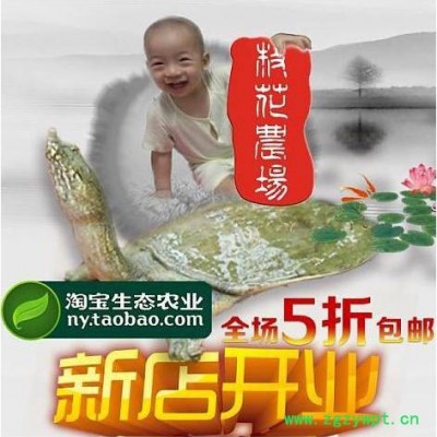 供应梅花农场前陇鳖童子鳖**