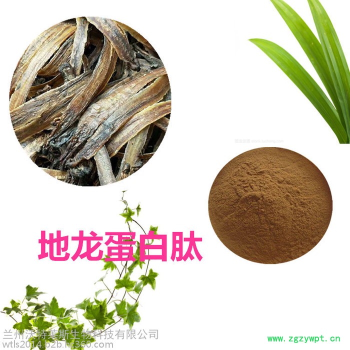 速溶地龙蛋白肽98%  地龙肽 地龙提取物图3