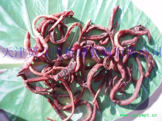 干蚯蚓 供应贾立明大平二号贾立明干蚯蚓、干蚯蚓、各种质量干蚯蚓 地龙蛋白 地龙粉图6