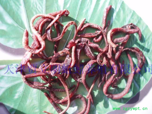 干蚯蚓 供应贾立明大平二号贾立明干蚯蚓、干蚯蚓、各种质量干蚯蚓 地龙蛋白 地龙粉图5