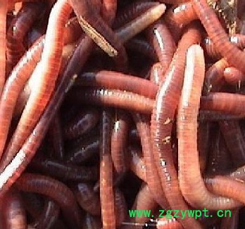 供应贾立明大平二号出售 脱脂蚯蚓粉、脱脂地龙粉图7