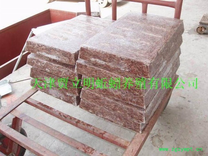 大平2号 蚯蚓 地龙 冰冻蚯蚓 蚯蚓冻块图3