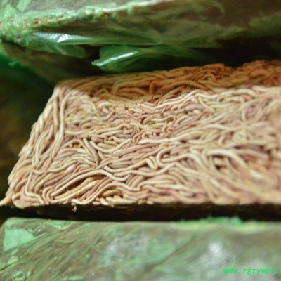 大平2号 蚯蚓 地龙 冰冻蚯蚓 蚯蚓冻块