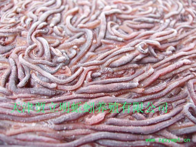 大平2号 蚯蚓 地龙 冰冻蚯蚓 蚯蚓冻块图4