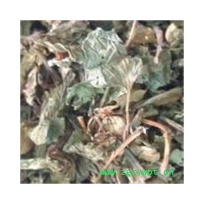 鱼腥草 家种鱼腥草统段 纯净 产地 四川省