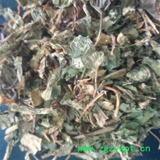 鱼腥草 家种鱼腥草统段 纯净 产地 四川省图2