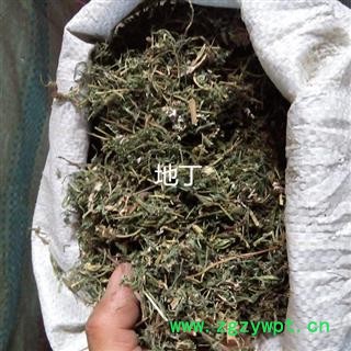 苦地丁 统 产地 河北省保定市安国市图2