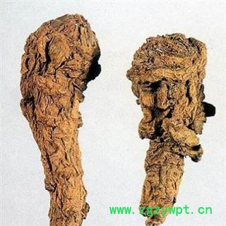 灵吉药业 当归头 选装个子  地道药材 品质纯正 批发各类规格中药材 花茶 矿石 冷背珍稀野生药材图2