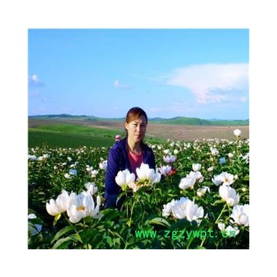 赤芍苗种子呼伦贝尔产