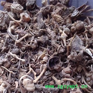 灵吉药业  珠子参 珠儿参：别名 钮子七、扣子七、竹鞭三七、疙瘩七、野三七 优质 正品图2