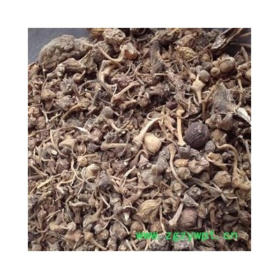 灵吉药业  珠子参 珠儿参：别名 钮子七、扣子七、竹鞭三七、疙瘩七、野三七 优质 正品