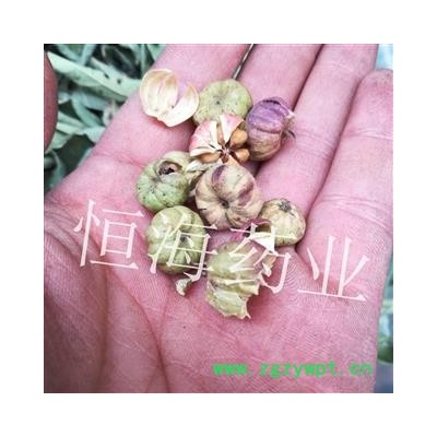 算盘子 正品 金骨风 雷打恒海药业火烧子 狮子滚球 野南瓜 柿子椒 算盘珠 小孩拳