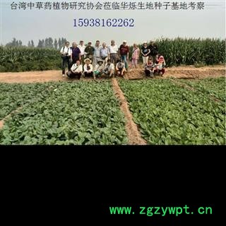 地黄栽子种子图3