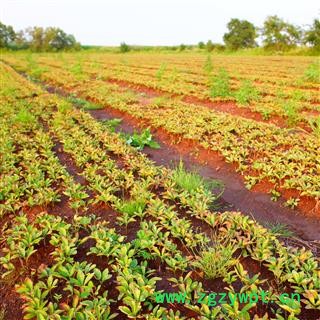 内蒙古呼伦贝尔白花赤芍苗子图2