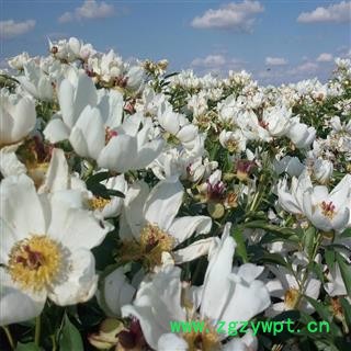 内蒙古呼伦贝尔白花赤芍苗子