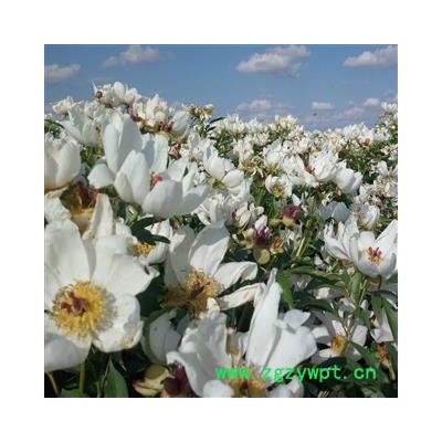 内蒙古呼伦贝尔白花赤芍苗子