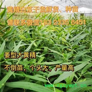 不倒苗姜型大黄精（鲜货、干货、种苗），一手货源，产地直发图4