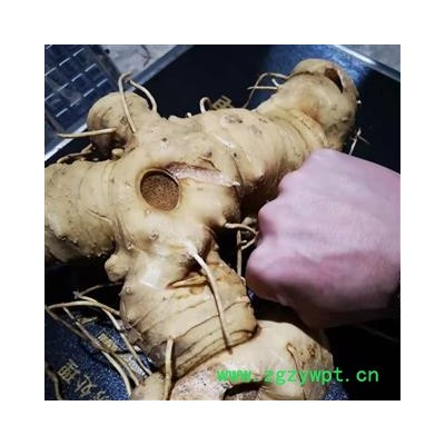 不倒苗姜型大黄精（鲜货、干货、种苗），一手货源，产地直发