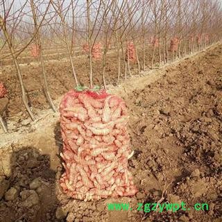 生地苗种子栽子