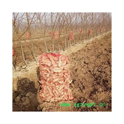 生地苗种子栽子