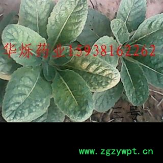 生地黄种子苗图2