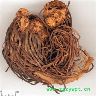 灵吉药业  紫菀 紫苑  地道药材 低价出售 批发各类规格中药材 花茶 矿石图2