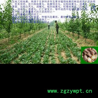 生地栽子种子图3