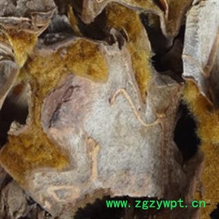 灵吉药业 金毛狗脊 货真价实 道地药材图2