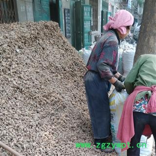 白术 统 产地 河北省保定市安国药市图4