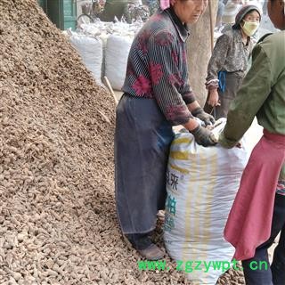 白术 统 产地 河北省保定市安国药市图2