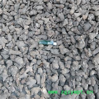 白术 统 产地 河北省保定市安国药市图3