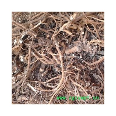 山豆根 统 产地 广西壮族自治区南宁市上林县