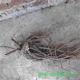 山豆根 统 产地 广西壮族自治区南宁市上林县图2