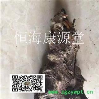 恒海康源堂塞隆骨 鼢鼠骨 地羊骨 瞎老鼠骨图2