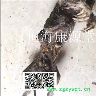 恒海康源堂塞隆骨 鼢鼠骨 地羊骨 瞎老鼠骨图4