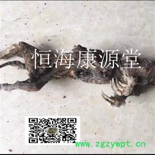 恒海康源堂塞隆骨 鼢鼠骨 地羊骨 瞎老鼠骨图3