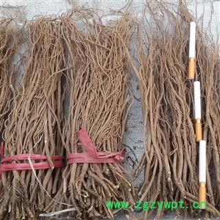 柴胡籽 藏柴胡籽 藏柴胡种籽 高产柴胡种子 量大优惠图4