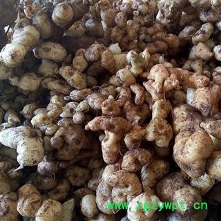 （包邮）黄精 选装黄精大个子 产地 云南省文山壮族苗族自治州文山县 库存 2000公斤可售图4