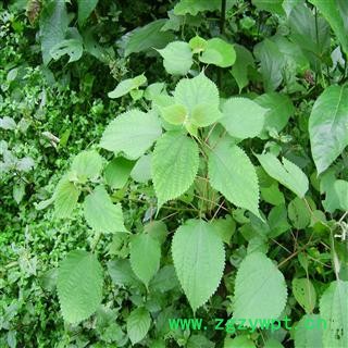 野生新鲜苎麻根 统货 产地 湖北省黄冈市麻城市图3