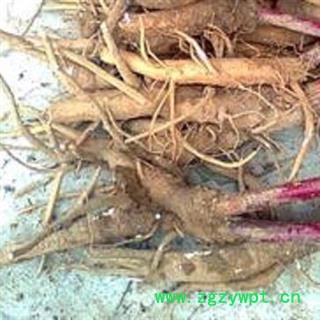 野生新鲜商陆根 见消肿 未切片章柳根 无硫 湖北麻城产图3