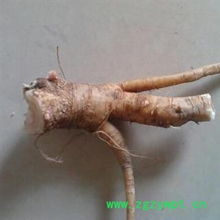 野生新鲜商陆根 见消肿 未切片章柳根 无硫 湖北麻城产图2