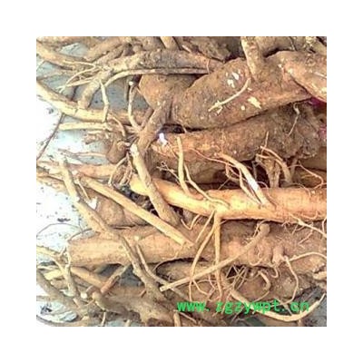 野生新鲜商陆根 见消肿 未切片章柳根  无硫 湖北麻城产