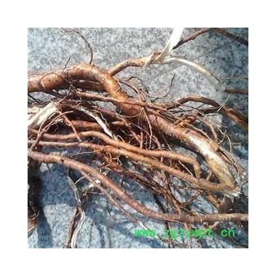 野生新鲜芫花根 黄大戟 头痛花树根芫条根蜀桑浮胀草 选货 产地 湖北省黄冈市麻城市