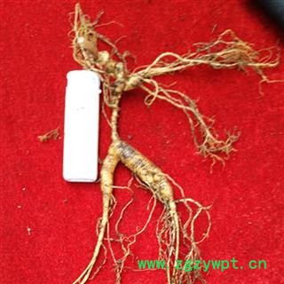 人参 17年新鲜林下山参单支重25-30克 产地 吉林省白山市抚松县图3