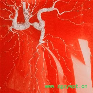 人参 长白山30年以上野山参 ，产地直供，假一赔十图4