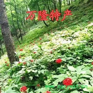 人参 新鲜野山参20克左右，吉林产地直供，纯正品，假一赔十图2