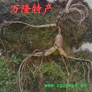 人参 新鲜野山参20克左右，吉林产地直供，纯正品，假一赔十图3