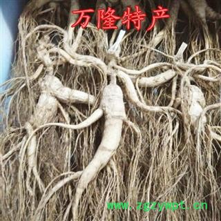 人参 吉林18年林下山参，产地直供，纯正品，假一赔十图2